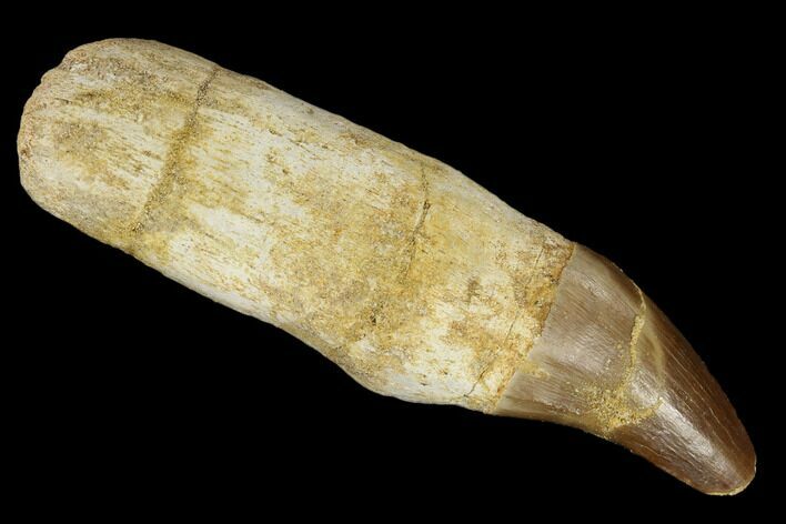 Fossil Rooted Mosasaur (Prognathodon) Tooth - Morocco #116880